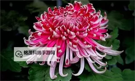 掌管一年四季的神是谁：揭开四季之神的神秘面纱图1