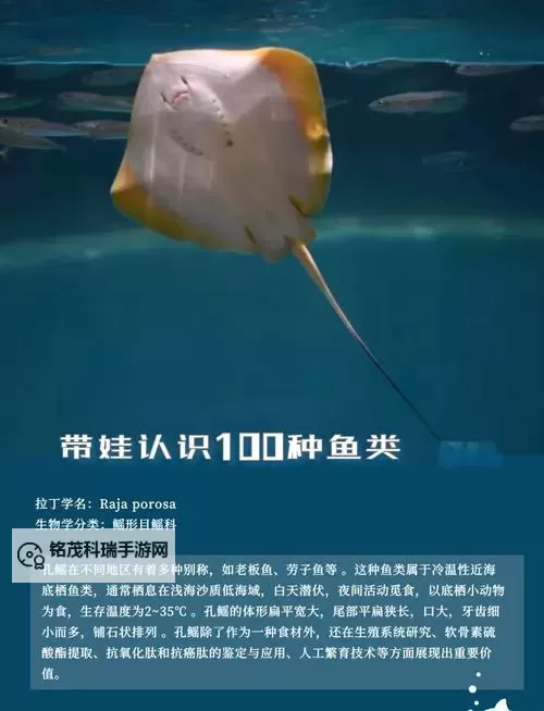 暗水鳐鱼提高多少速度:揭秘其惊人提升幅度图1