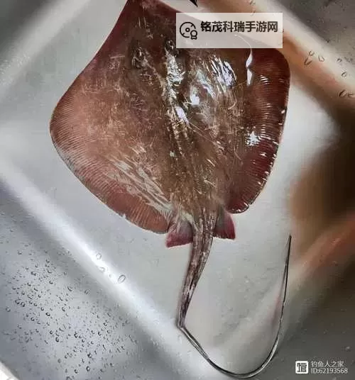 暗水鳐鱼提高多少速度:揭秘其惊人提升幅度图2