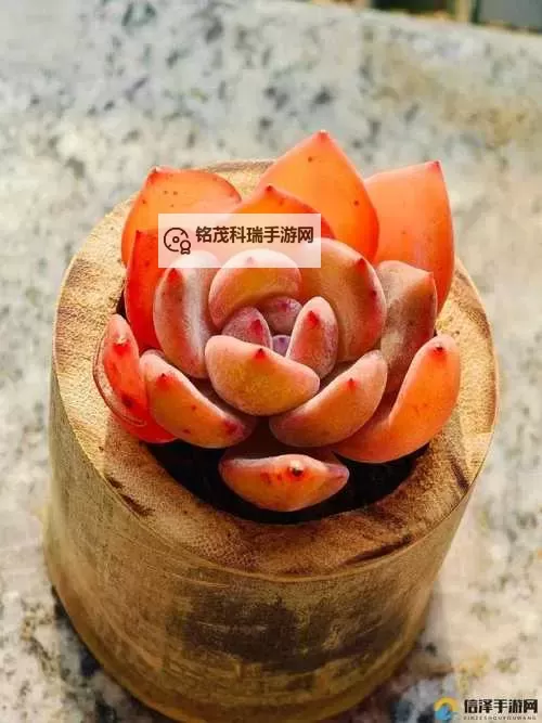 整篇都是车的多肉1V4推荐:趣味与养成的完美结合图1