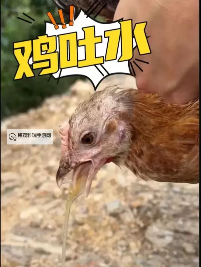 用嘴巴吃鸡为什么会大:揭秘背后的科学原理图1