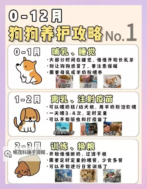 怎样让狗狗进入新环境变得轻松又顺利图1