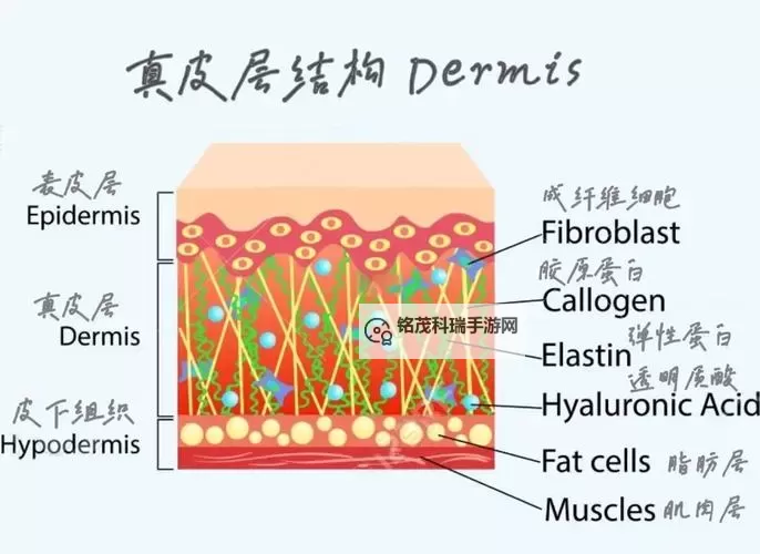 重皮哪里最多:揭秘最集中的地区和原因图1