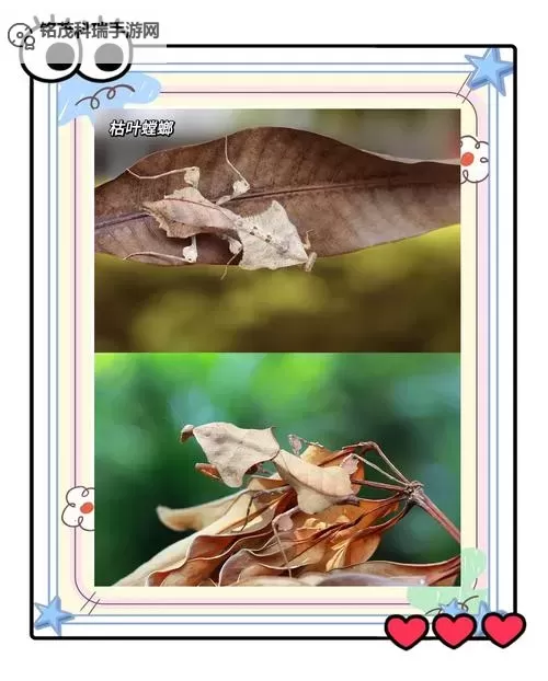 探索螳螂天赋2023：揭示未来昆虫界的潜力与奇迹图1