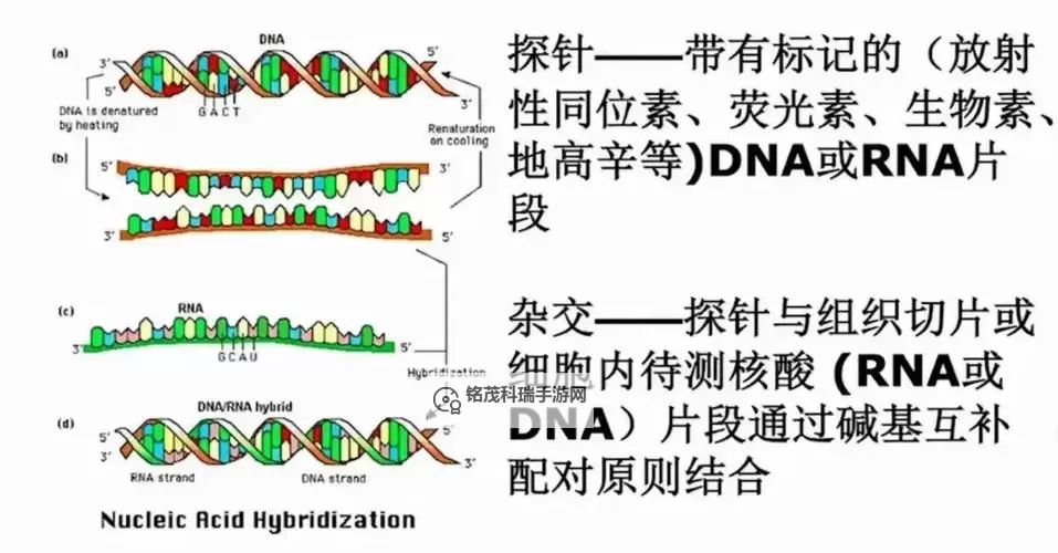 杂交BUCSM人类SSBA：未来生物技术的创新突破图1