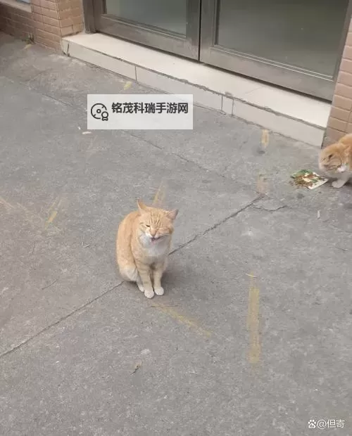 桃源之门怎么下猪八:详解攻略与实用技巧图2