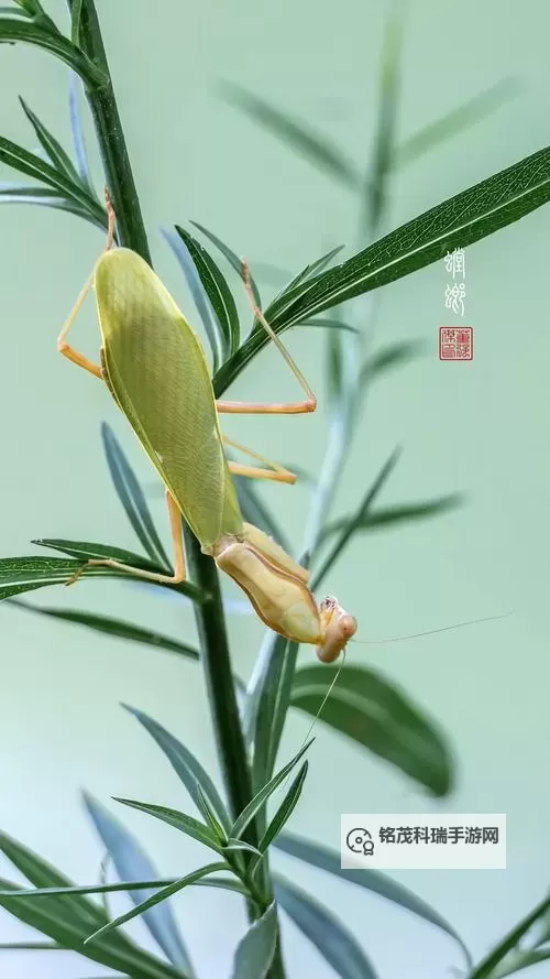 揭秘2023螳螂天赋:新发现与独特魅力图1