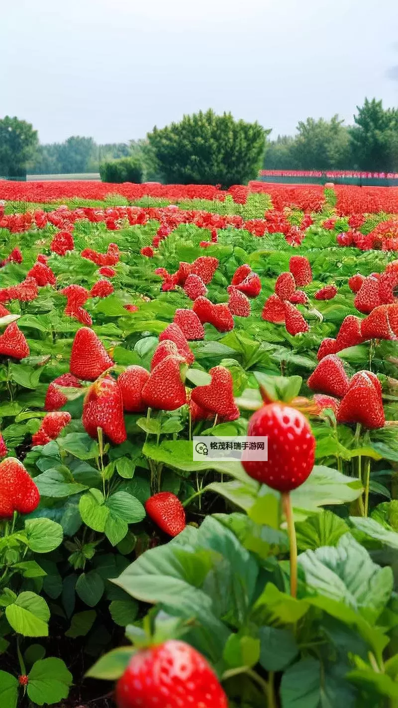 草莓色在线看:探索温暖甜美的视觉盛宴图1