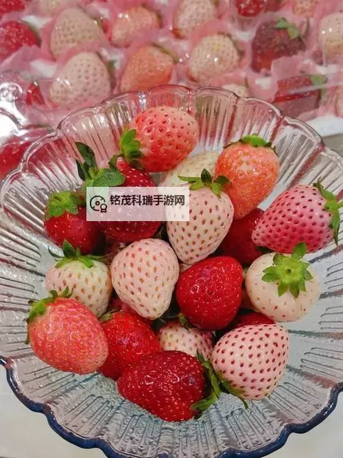 畅享美味时光——草莓视频在线观看大全推荐图1