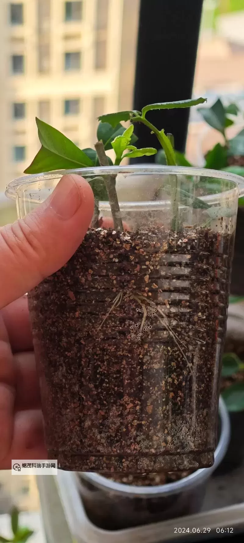 探索创新:在床上的72种扦插方法全攻略图1