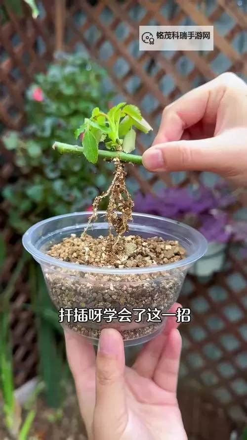 探索创新:在床上的72种扦插方法全攻略图2