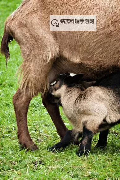 人进入羊的水门视频大全：奇趣瞬间合集图1