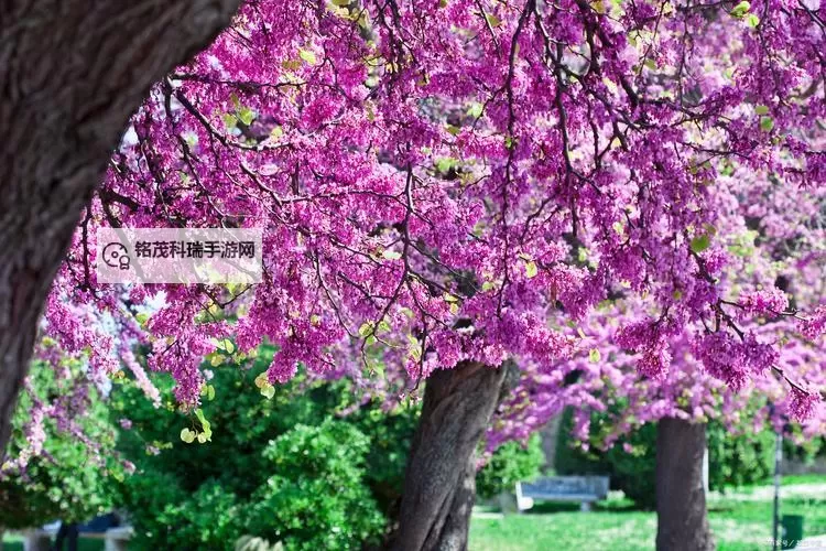 九月激情婷婷丁香盛开,春意盎然迎新韶华图1