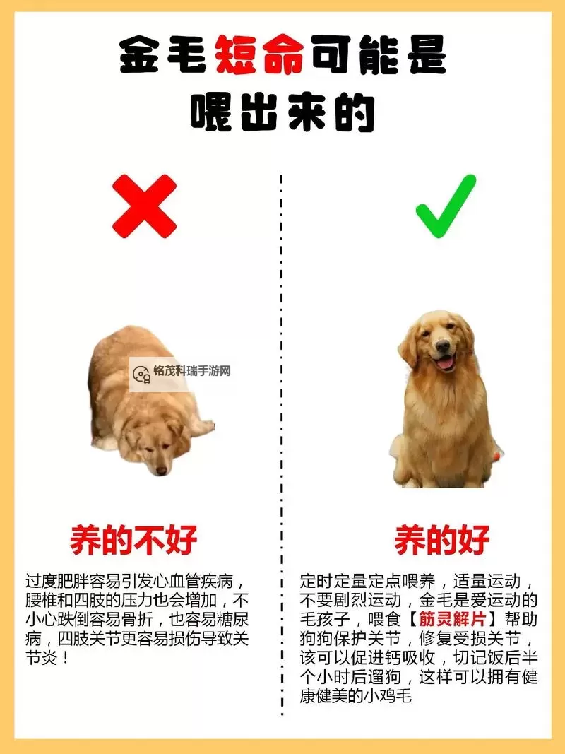 与自己养的金毛做7次:宠物主人与爱犬的深度亲密之旅图2