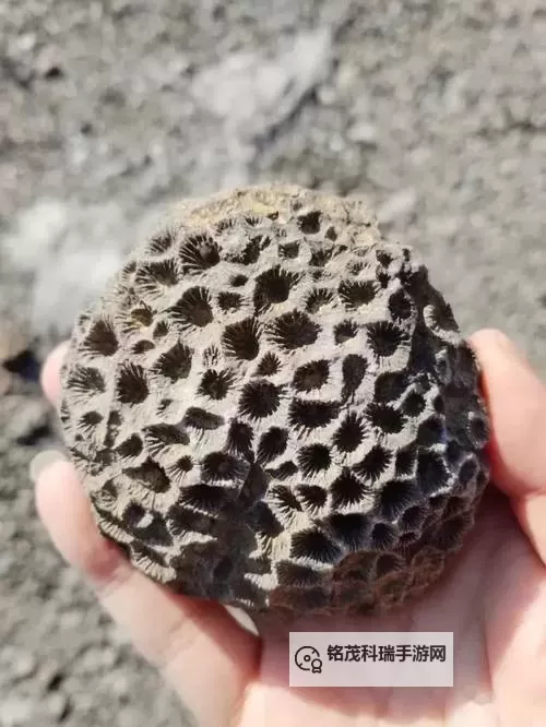 将军什么的远古生物：穿越时空的史前英雄图1