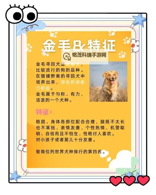 与自己养的金毛做7次:宠物主人与爱犬的深度亲密之旅图1