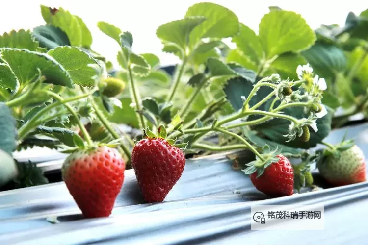 草莓视频官网在线观看：尽享高清精品视频免费在线观看图1