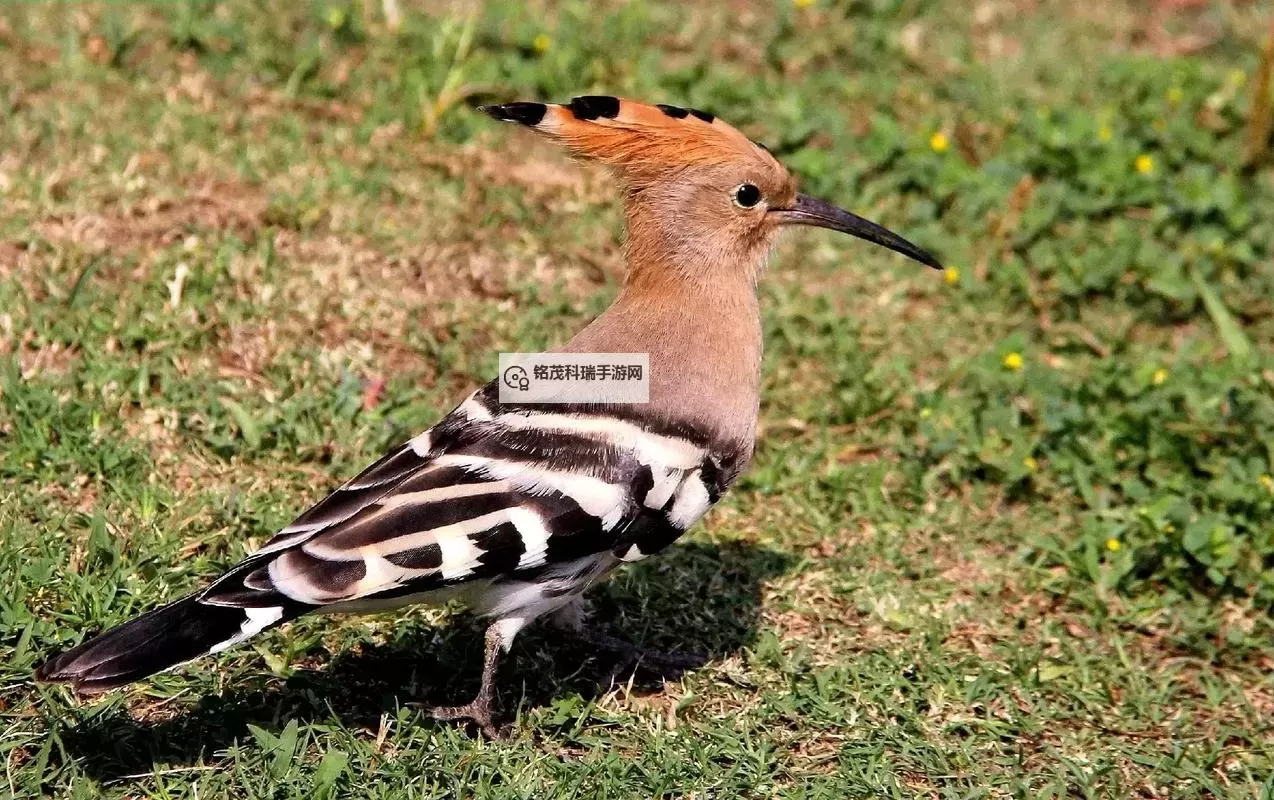 祖玛阁去血色广场怎么去 最全攻略指南图1
