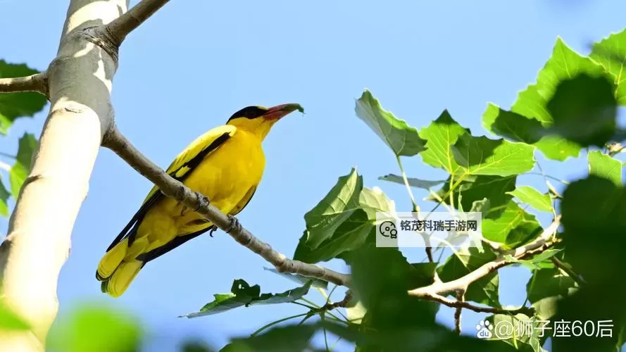 《惩戒之箭最新出装攻略：打造最强战斗力的终极搭配》图2