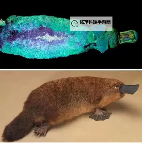 远古生物都有什么：探索地球早期生命的神秘面纱图2