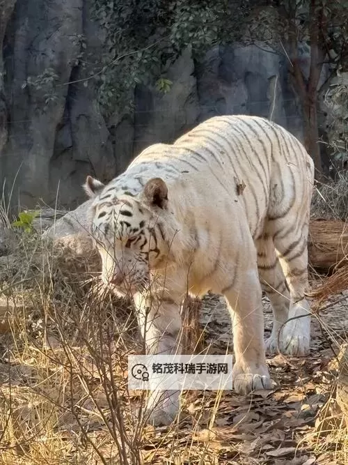 必玩电脑独立游戏排行 好玩的独立游戏有哪些图1