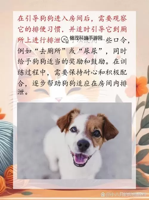 怎么让狗狗进入自己的房间的有效方法图2