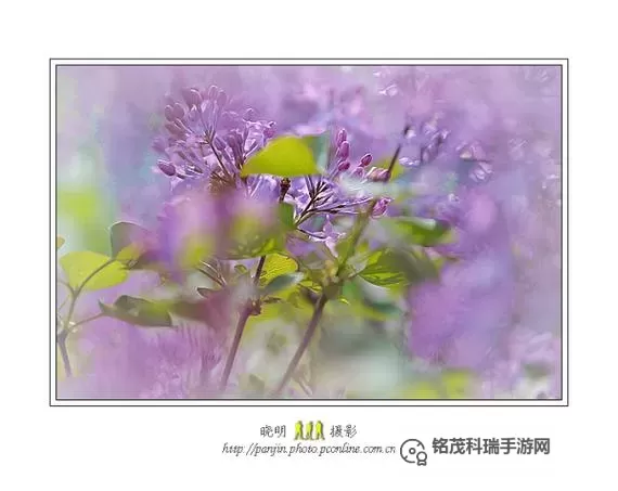 五月丁香婷婷综合：多彩夏日中的清新体验图1