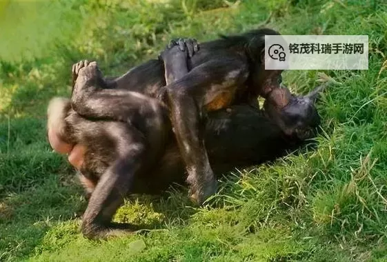 男人日动物园Z00高嘲:荒诞之旅中的另类观察图1