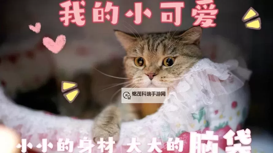 长篇岳爱我的大宝贝:温情细腻的母子情深故事图1