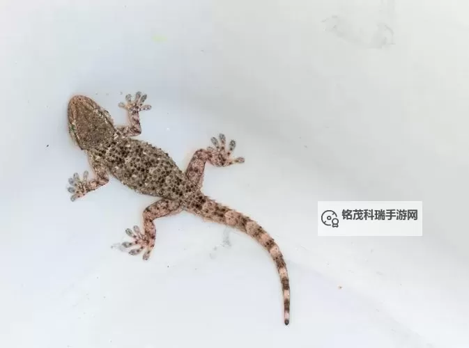 遇到危险就裸奔的壁虎:勇敢面对挑战的野性本能图1