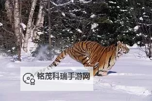 虎库在线：全面掌握最新资讯与优质内容的必备平台图1