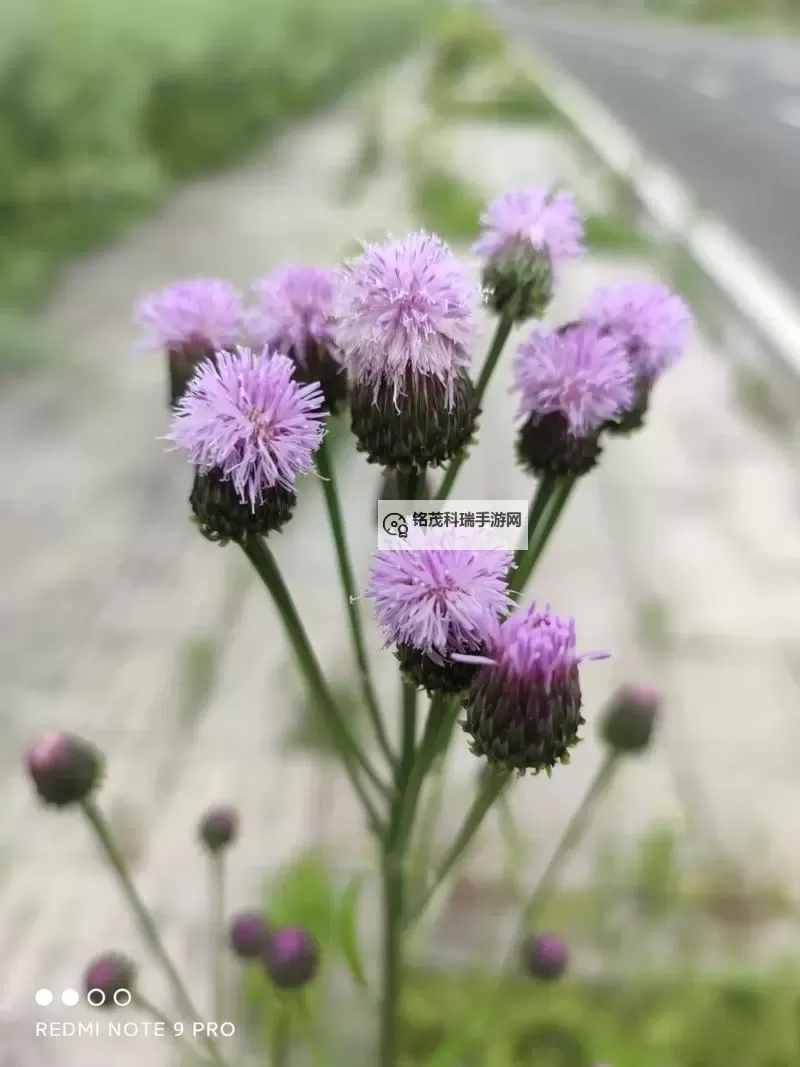 探索野花官网最新资源：最全面的更新指南图1