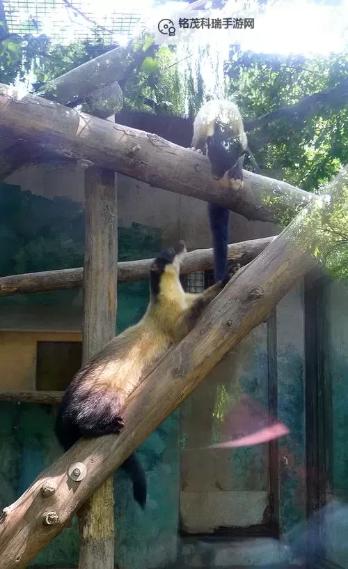 探索中国zoo的奇妙世界：精彩动物展馆全揭秘图1