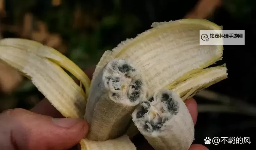 曝光九一香蕉污染视频：真相背后的隐忧與反思图1