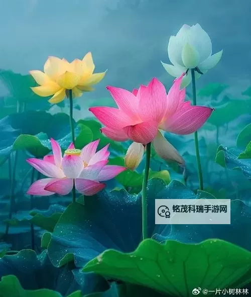 醉美的夏天：那些令人心驰神往的瞬间图1