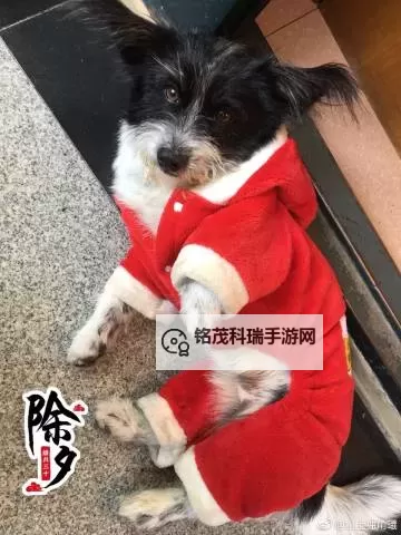 日皮的神奇世界：探索其背后的故事与文化韵味图1