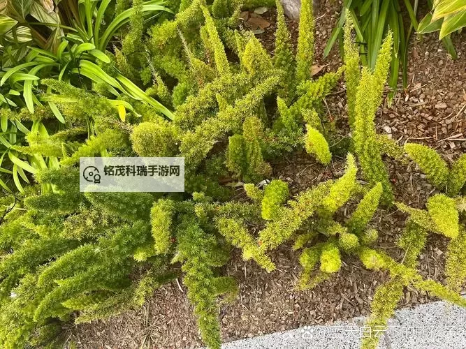 九草国产在线：探索优质国产文学的新生态图1