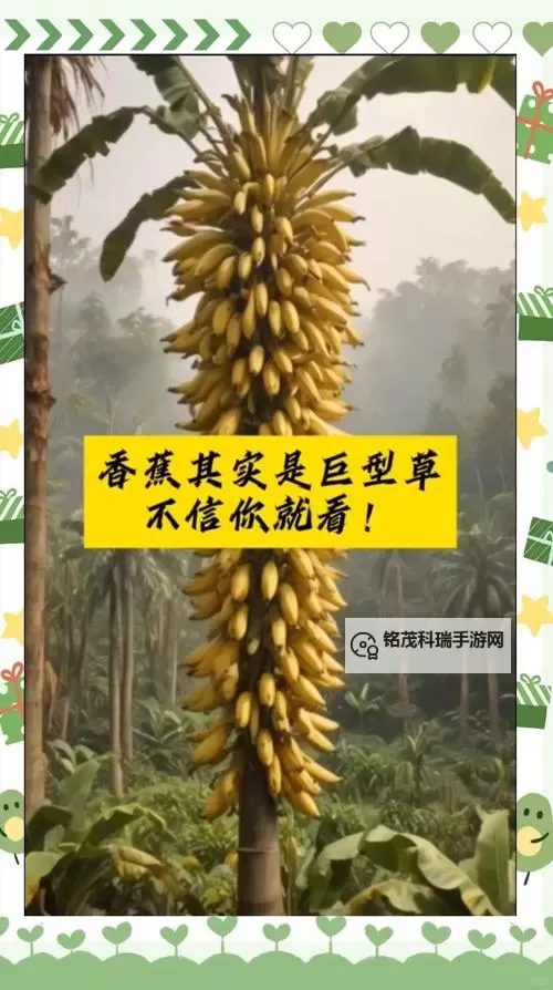 香蕉久草视频：最新高清在线观看推荐图1