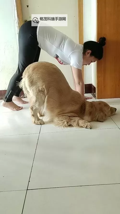 我与自己养的金毛做了难忘的亲子时光图1