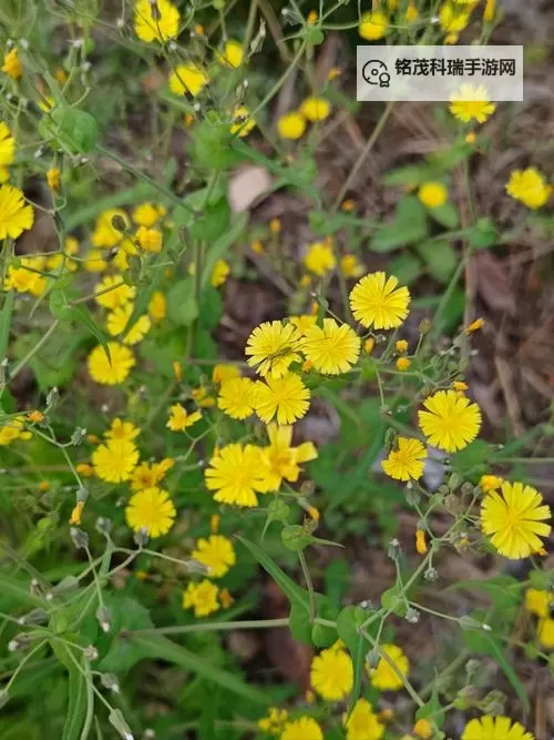 探索自然之美:野花视频3带你领略野生花卉的绽放魅力图1
