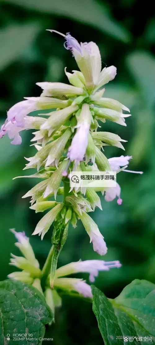 野花论坛最新视频：精彩内容一网打尽图1