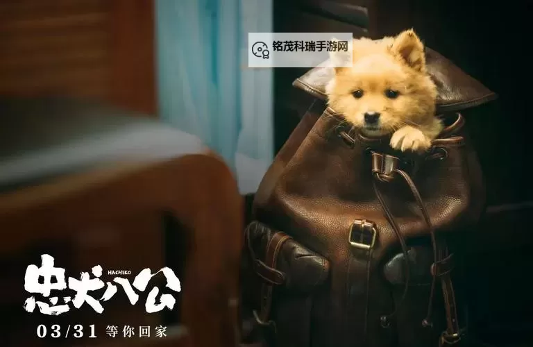 《醒来发现狗狗在上我》：温馨治愈系电影的感人瞬间图1