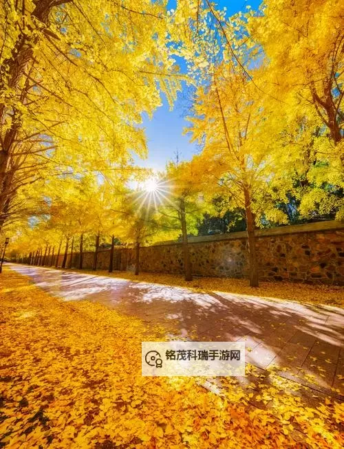 神马影院第九大大腿：最新热映大片全网独播精彩不容错过图1