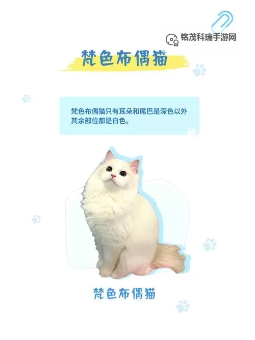 《命运方舟》通用男布偶猫发色穿搭染色方案一览图2