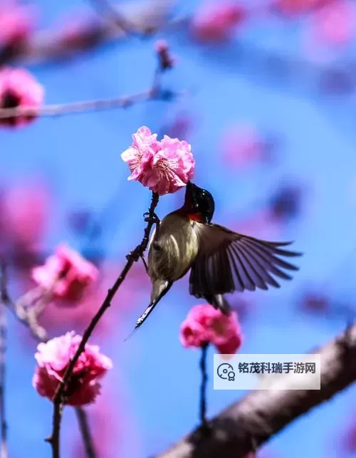 《使命召唤21黑色行动6》ASG89霰弹枪配装及打法分享 ASG89怎么玩图1