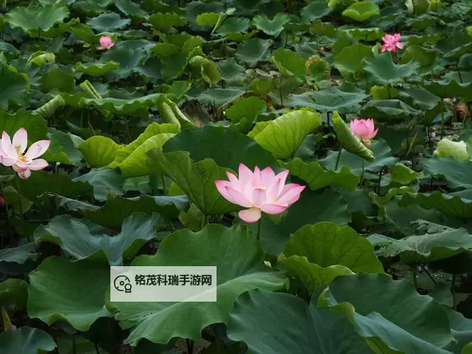 南方公园:真理之杖 教堂找耶稣任务完成方法图1