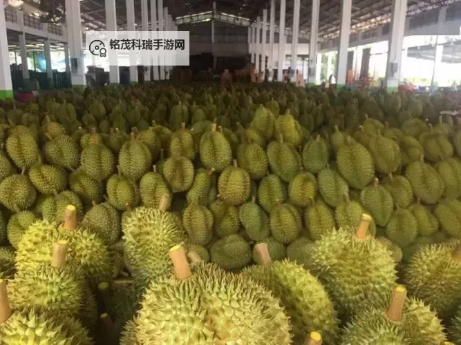 免费在线观看：wwwxxx榴莲视频带你领略榴莲的魅力图1