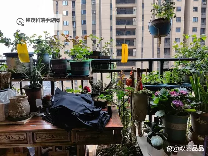 在阳台插的好深：都市角落的绿色秘密图1