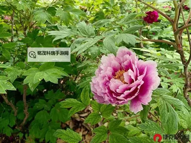 《亭亭玉立国色天香六月最新章节：倾城佳人再现芳华》图1