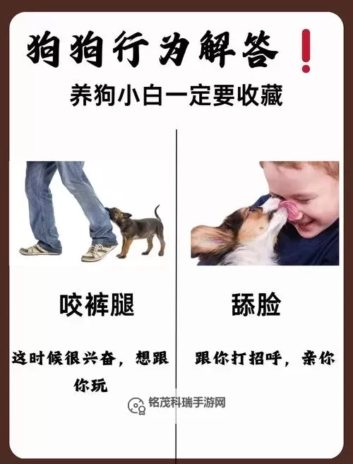 怎样让狗狗进入更加服从你的引导图1